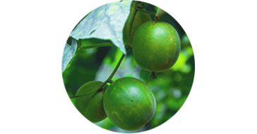 Monk Fruit Sweetener